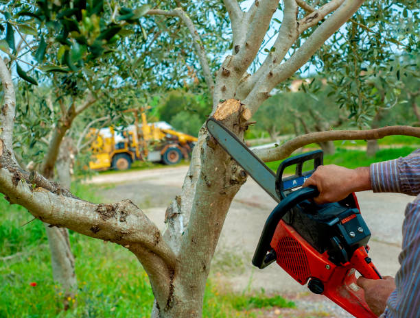 Emergency Storm Tree Removal in Ironwood, MI